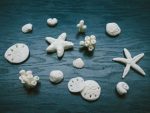 Как сделать ракушки из обычной соды