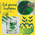 Что такое жидкий хлорофилл и как его сделать в домашних условиях